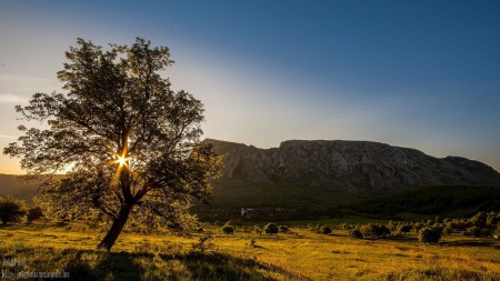 A fa árnyékában...